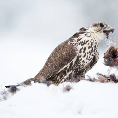 Saker falcon