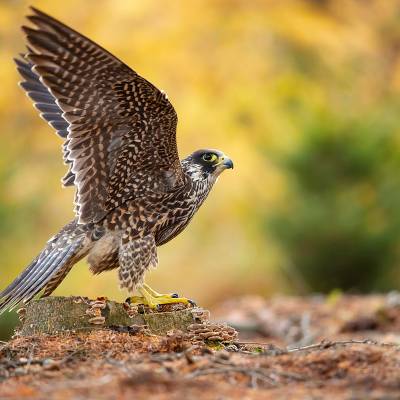 Peregrine falcon