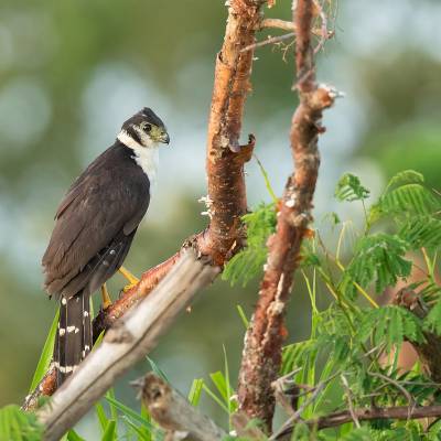 Collared forest falcon