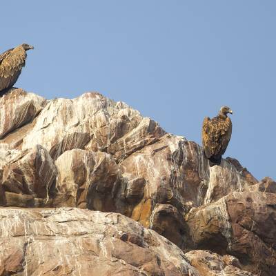 Indian vulture