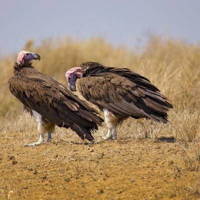 Lappet-faced vulture