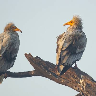 Egyptian vulture