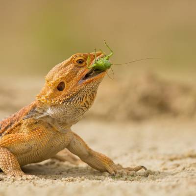 Central bearded dragon