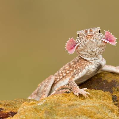 Secret toadhead agama