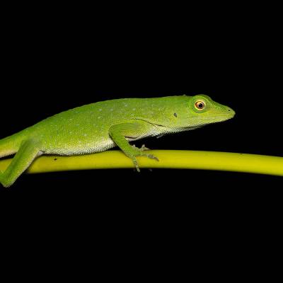 Green anole