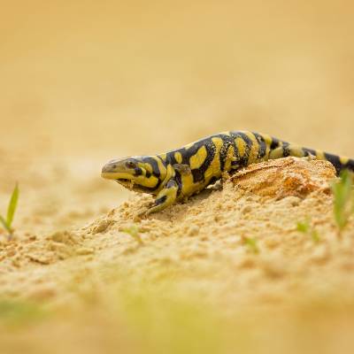 Tiger salamander