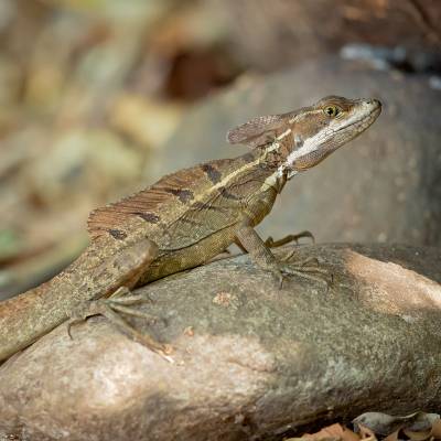 Common basilisk