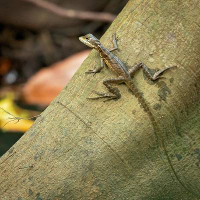 Brown basilisk