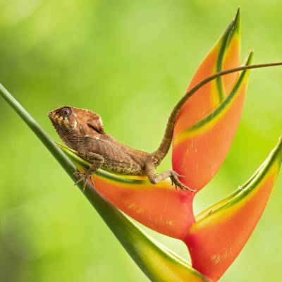 Smooth helmeted iguana