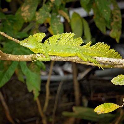 Plumed basilisk