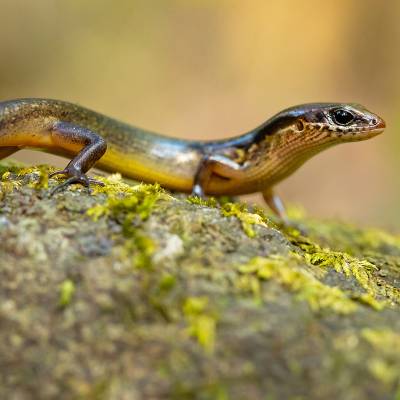 Brown forest skink