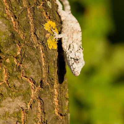 Western bearded anole