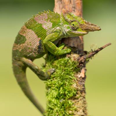 Fischer's chameleon