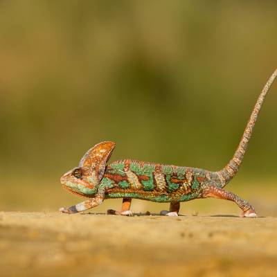 Veiled chameleon