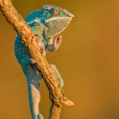 Panther chameleon