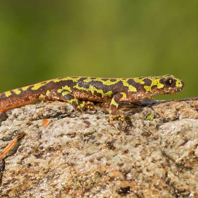 Marbled newt