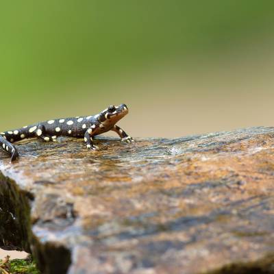 Speckled black salamander