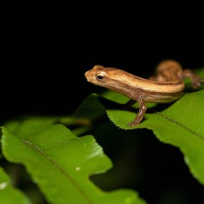 Cukra climbing salamander