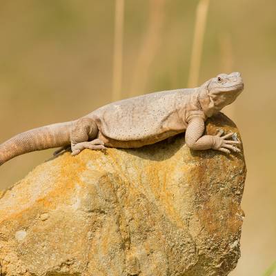 Common chuckwalla