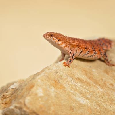 Eastern Pilbara spiny-tailed skink