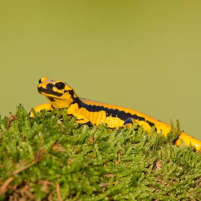 Fire salamander