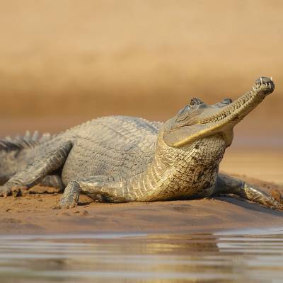 Gharial