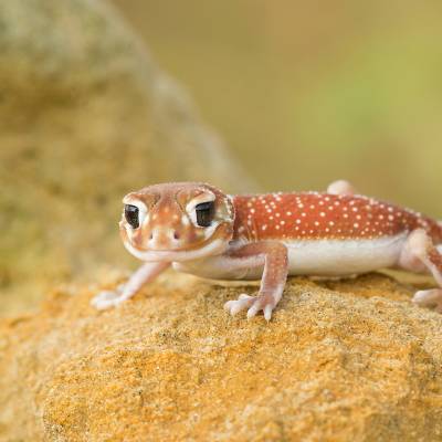 Three-lined knob-tailed gecko