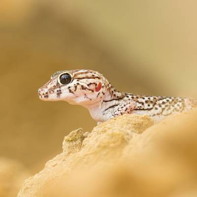 Ocelot gecko