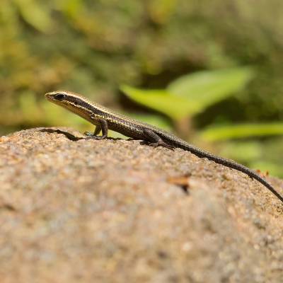 Indopacific tree gecko