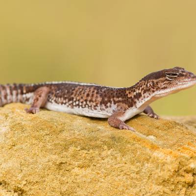 African fat-tailed gecko