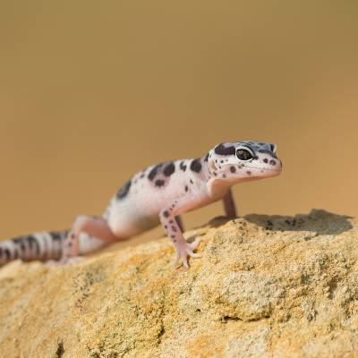 Western banded gecko