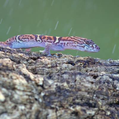 Yucatán banded gecko