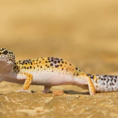 Leopard gecko