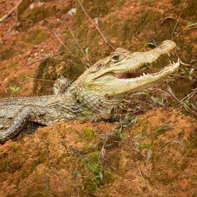 Spectacled caiman