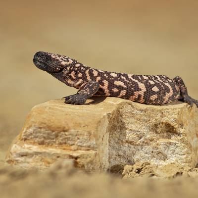 Gila monster