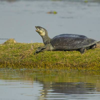 Chinese softshell turtle