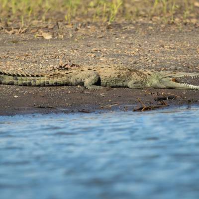 American crocodile