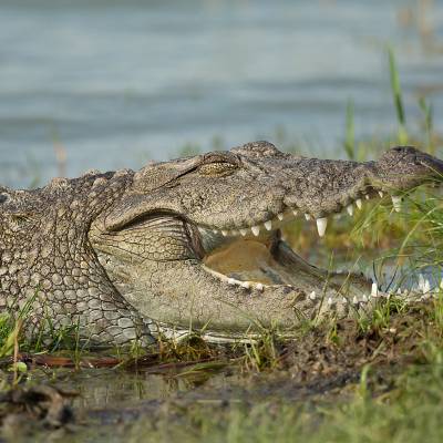 Mugger crocodile