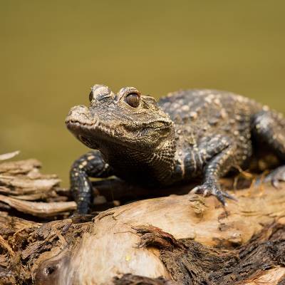 Dwarf crocodile