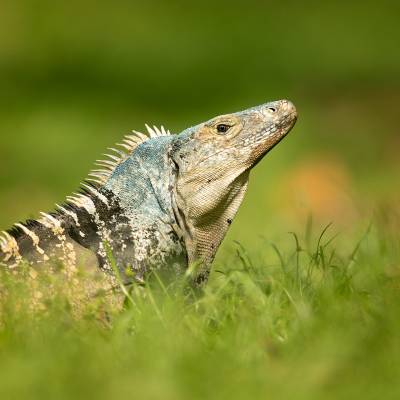 Black iguana