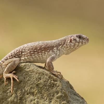 Desert iguana