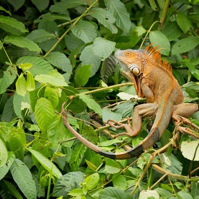 Green iguana