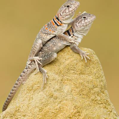 Common collared lizard