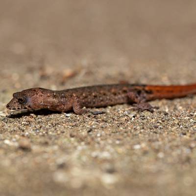 Yellow-spotted gecko