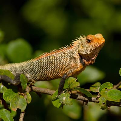 Oriental garden lizard