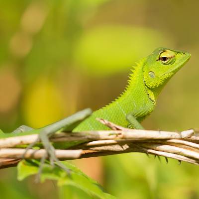 Common green forest lizard