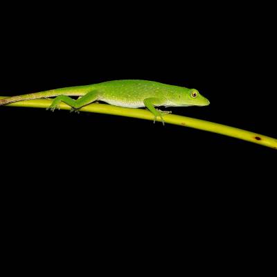 Neotropical green anole