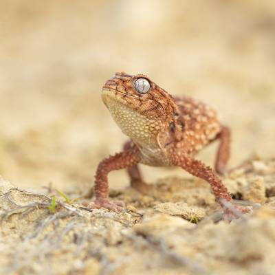 Centralian rough knob-tail gecko