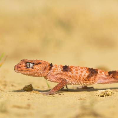 Banded knob-tailed gecko