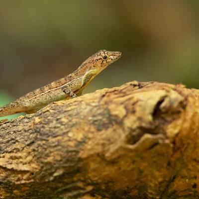 Anolis osa